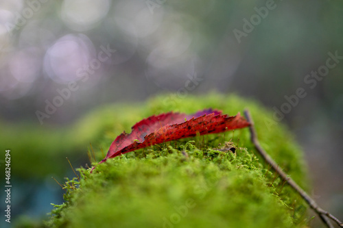 a leaf in the wood