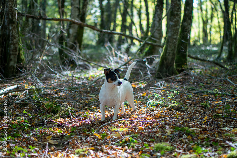 a dog in the forest