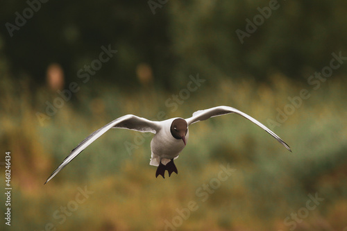 seagull hovering