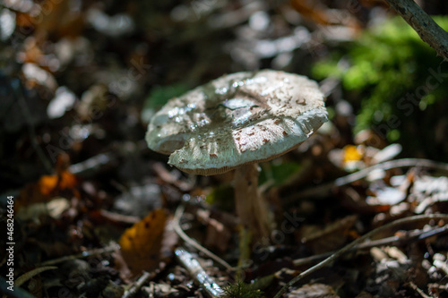 mushroom in the forest