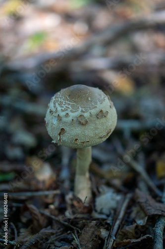 mushroom in the forest