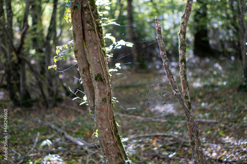 some tree in the forest