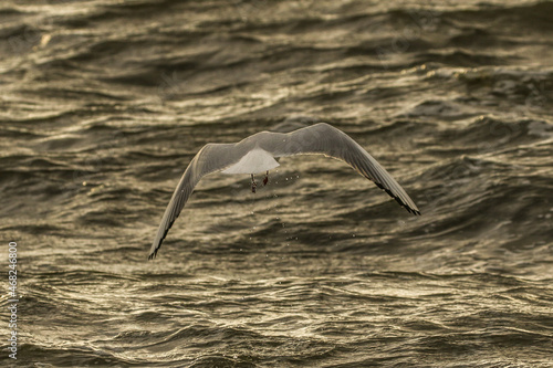 seagull flying