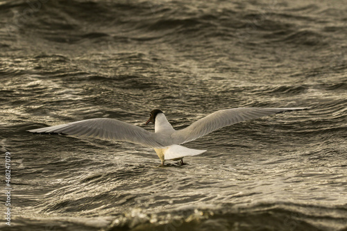 seagull on water