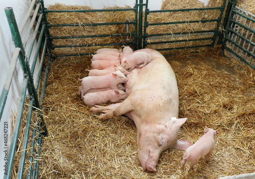 Livestock in pig farming industry