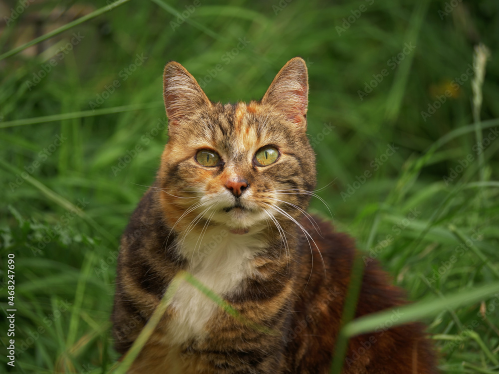 Calico adult cat in the grass medium shot