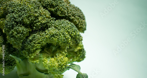 Fresh green broccoli on a green background with copy space 