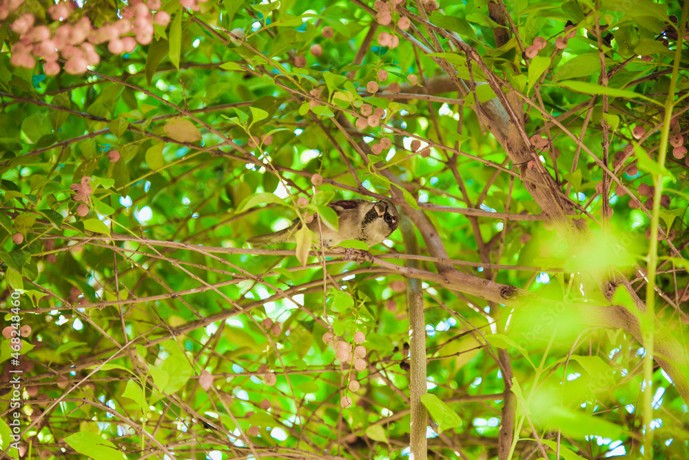 pajaros del rio en el noroeste de Mexico pajaros del rio en el noroeste de Mexico