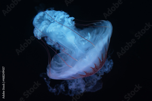 Isolated brown jellyfish with full tail flowing to right down direction photo