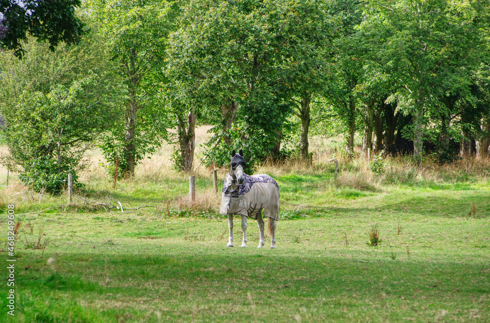 horse in a meadow horse in a meadow