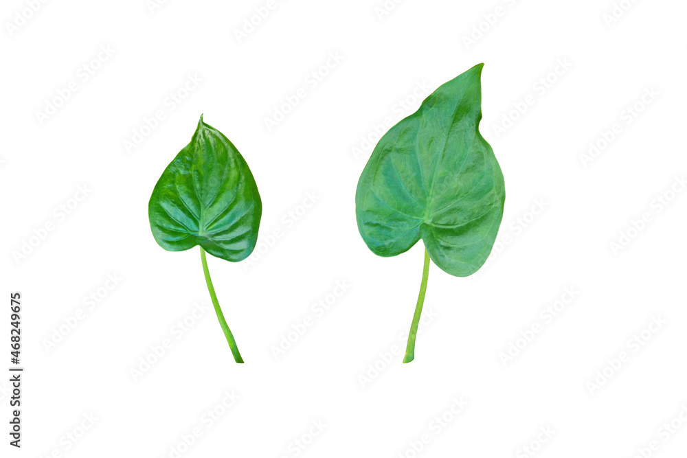 Alocasia cucullata leaf isolated on white background.(Buddha’s Hand, Elephant Ear)