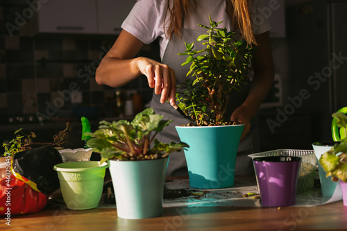 A woman plants indoor flowers on the table. Spring transplanting of indoor plants into new pots.Care and care for freshness in the house. Close-up of women's hands. Garden tools, land, irrigation