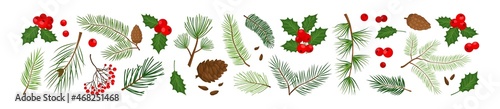 Christmas evergreen plants, tree, fir, pine and cone, holly berry, leaves branches, holiday winter set isolated on white background. Nature illustration