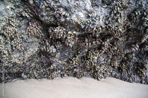 Wild barnacles on a rock by the sea