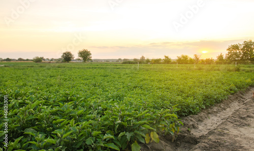 Eggplant plantations grow in the field on a sunny day. Organic vegetables. Agricultural crops. Landscape. Agroindustry and agribusiness. Aubergine. Selective focus