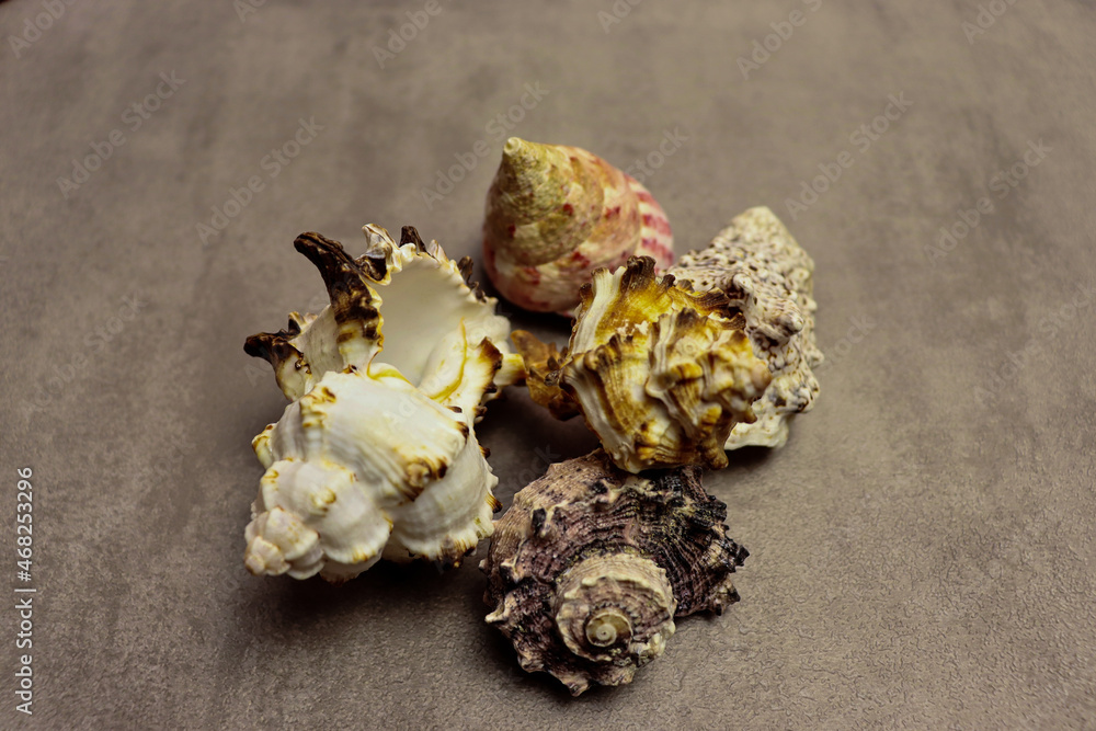 Beautiful conch shell on old gray scratch background Beautiful conch shell on old gray scratch background