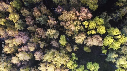 Drone view of the forest