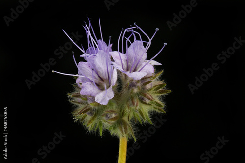Phacelia flowers against black