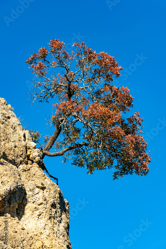 arbre