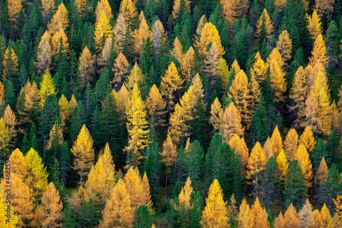 Larch forest in autumn  Dolomites  Italy