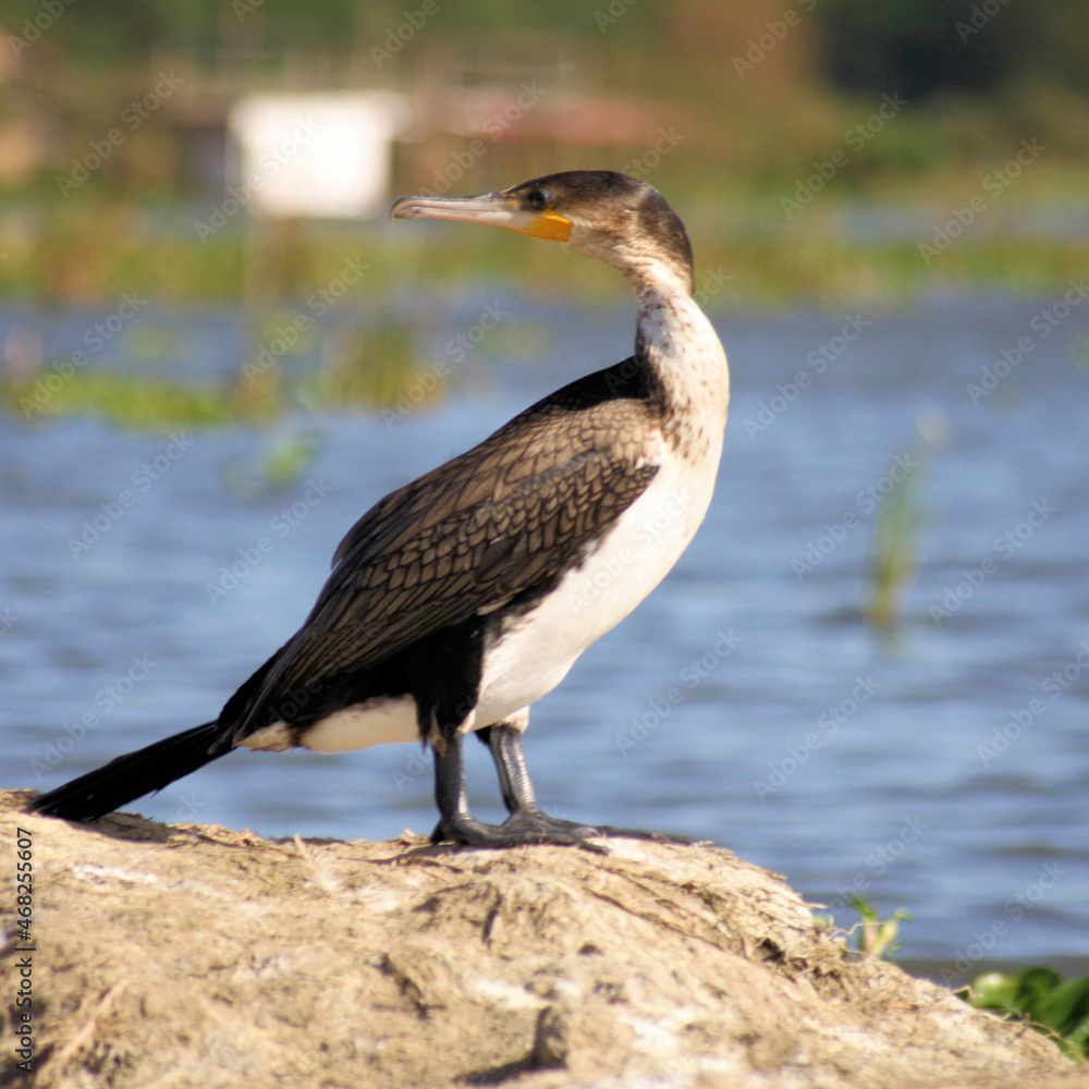 A Cormorant on a rock A Cormorant on a rock