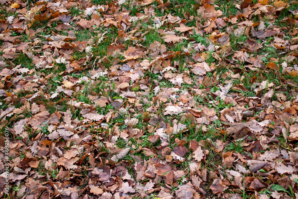Fallen autumn leaves lie on the grass Fallen autumn leaves lie on the grass