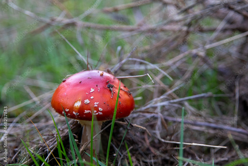 The danger of splendor and beauty of Amanita muscaria The danger of splendor and beauty of Amanita muscaria
