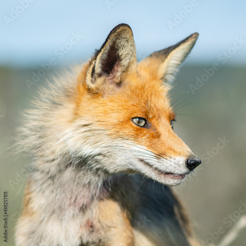 Red Fox Vulpes vulpes in the wild. Close up © Tatiana