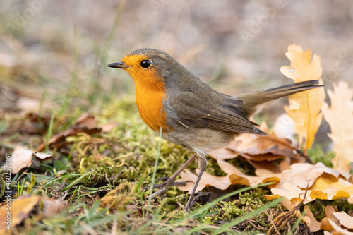 Garden Birds. Robin Erithacus rubecula in the wild