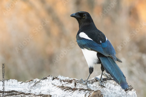 Quadro su tela Close up of Common magpie Pica pica