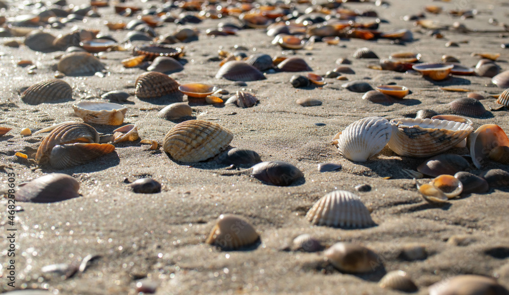 seashell macro photography on the beach seashell macro photography on the beach