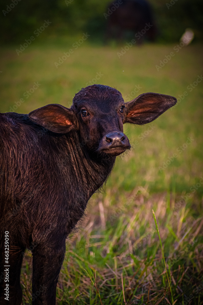 Fototapeta premium A cute buffalo child