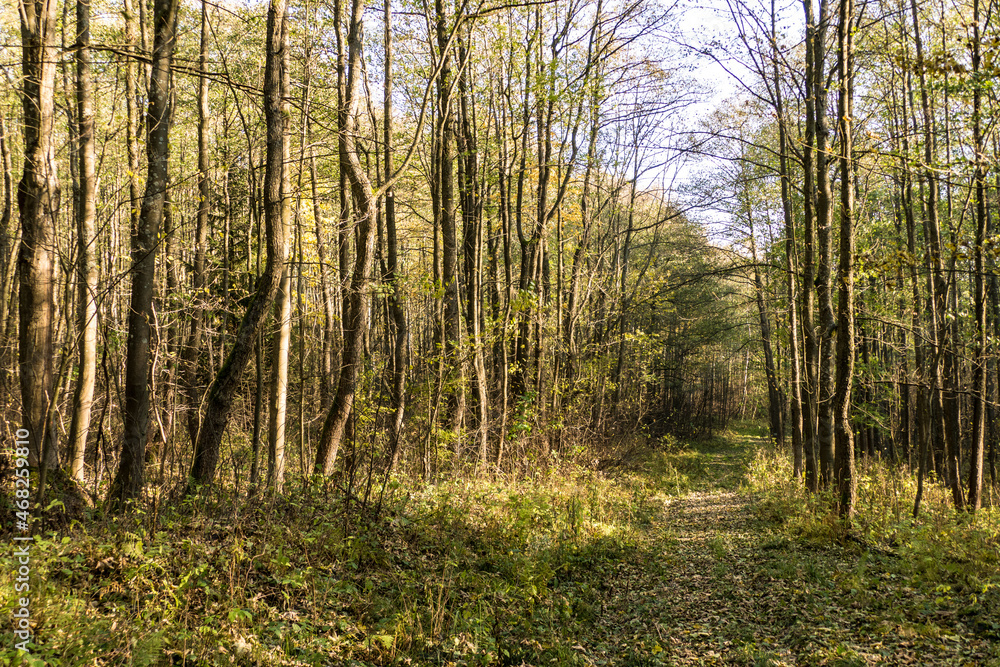 Naklejka premium autumn forest in czech landscape
