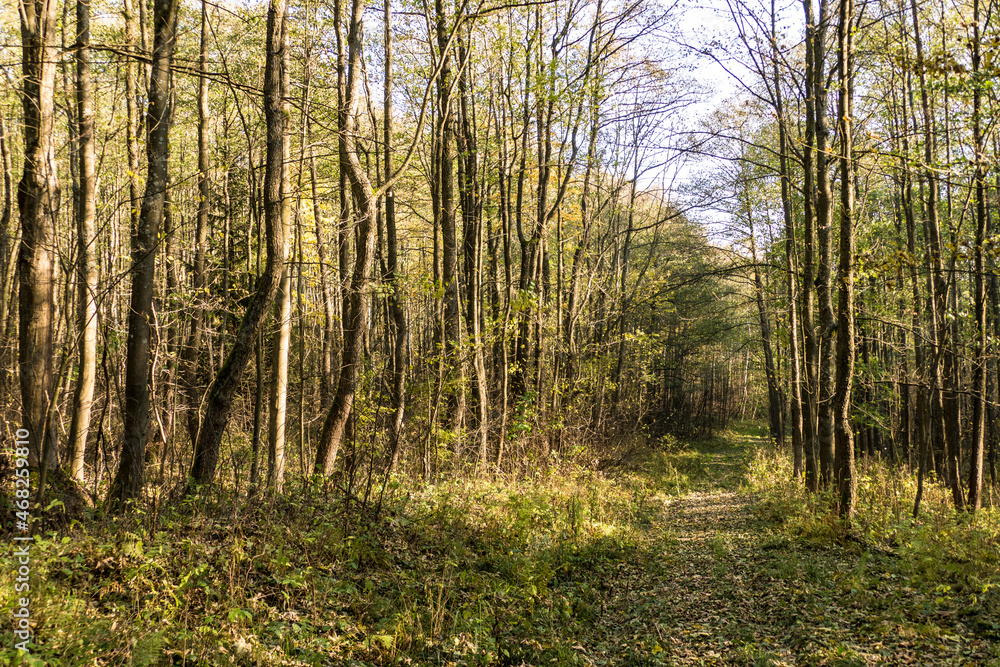 autumn forest in czech landscape