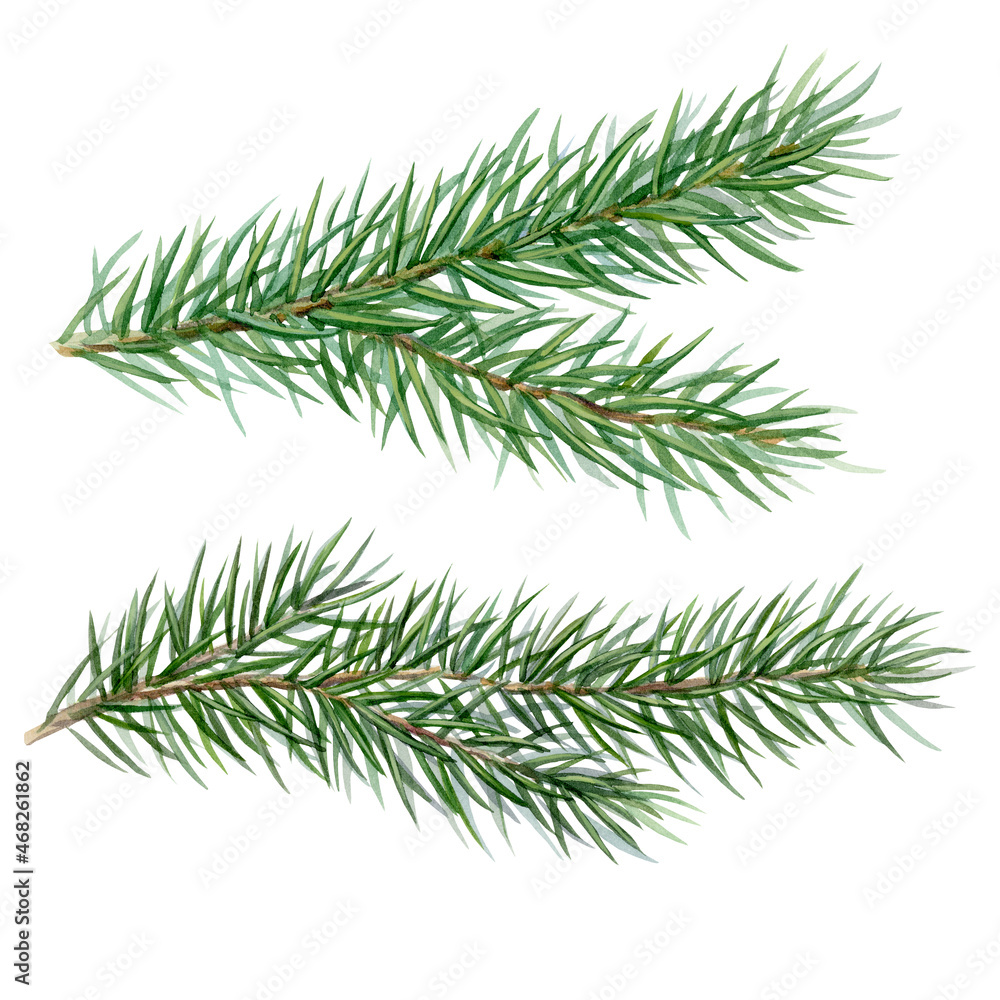 Watercolor illustration of fir branches, elements on white background Watercolor illustration of fir branches, elements on white background