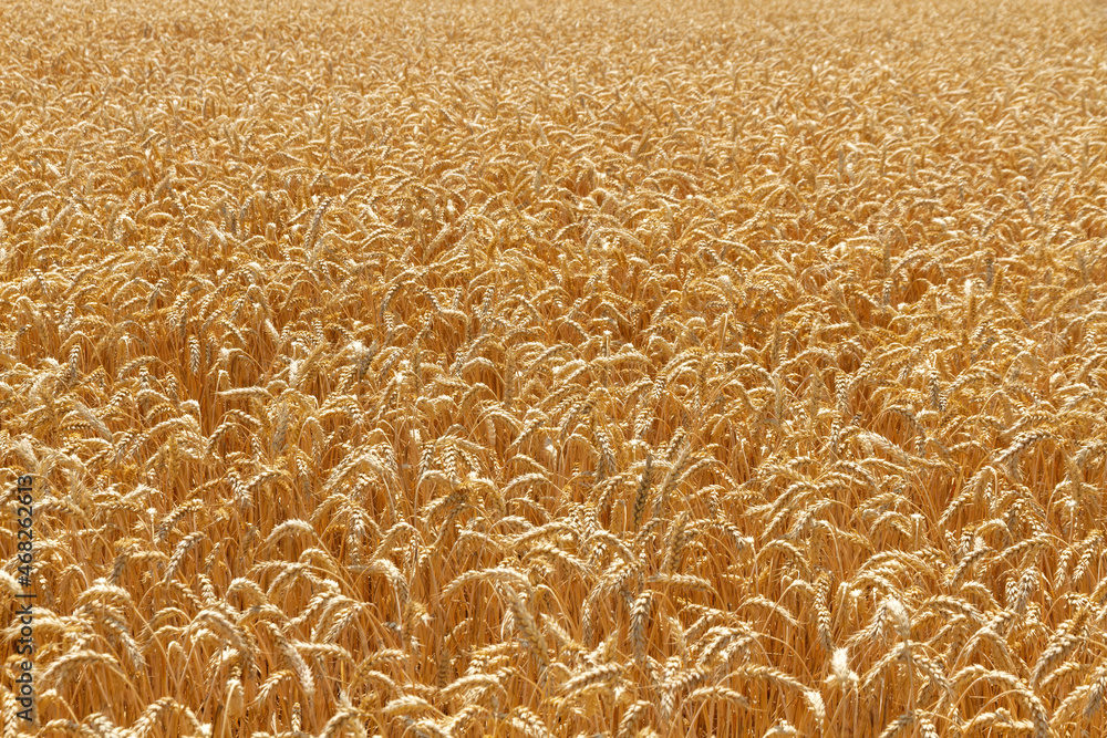 Detail of wheat crop with golden ears ready for harvest Detail of wheat crop with golden ears ready for harvest
