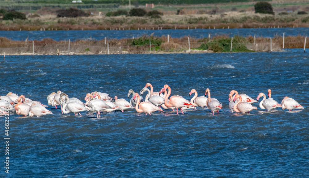 Fototapeta premium flamingo photography in water