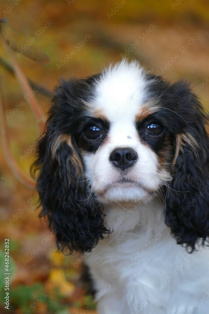portrait of a young cavalier king charles spaniel against warm coloured background