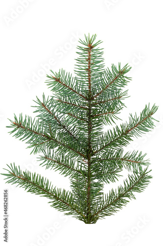 a branch of a Christmas tree with green needles  isolated on a white background