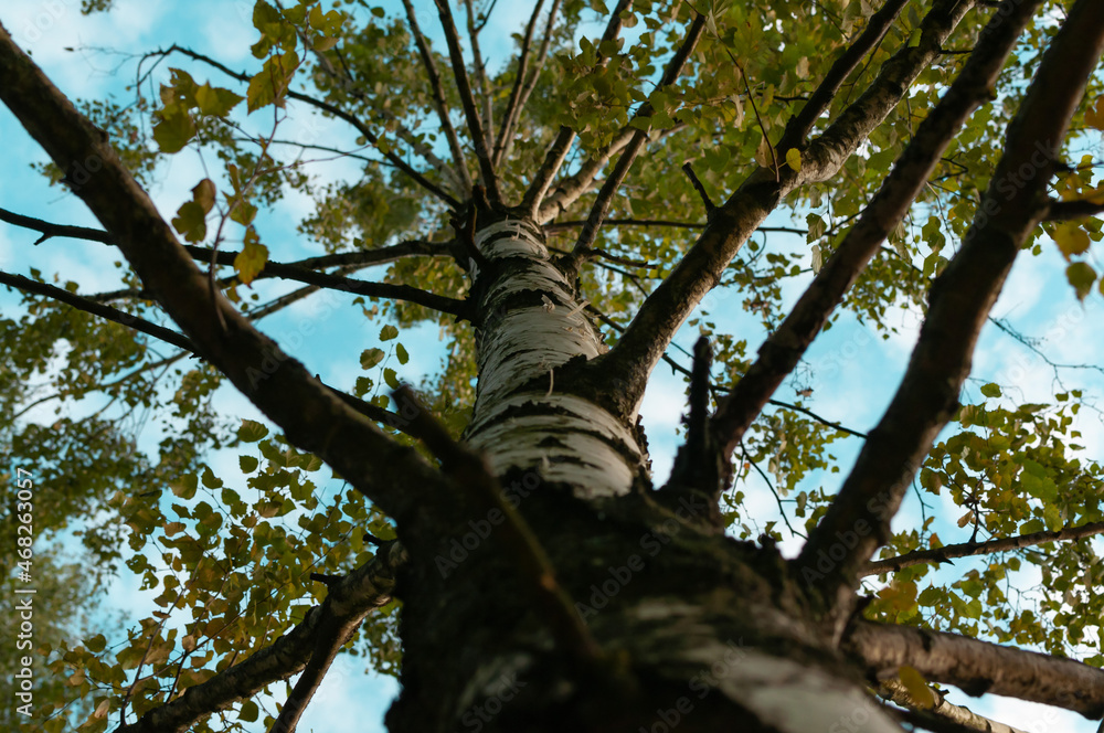 Fototapeta premium Birch tree in grove from top to bottom. The bellow view on birhc tree. Tall birch tree in park. Selective narrow focus on birch trunk.