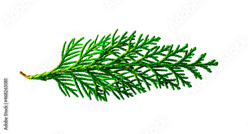 twig spruce of a Christmas tree isolated on a white background