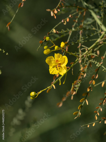 Palo Verde tree flower and buds against bokeh of green foliage.