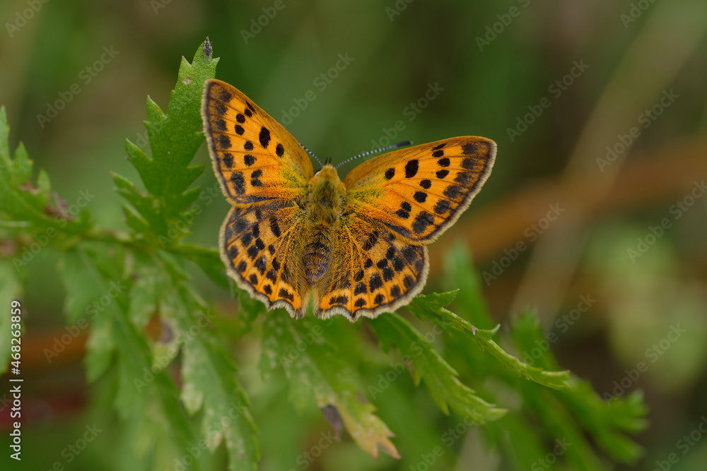 Female Scarce copper (Lycaena virgaureae) Female Scarce copper (Lycaena virgaureae)