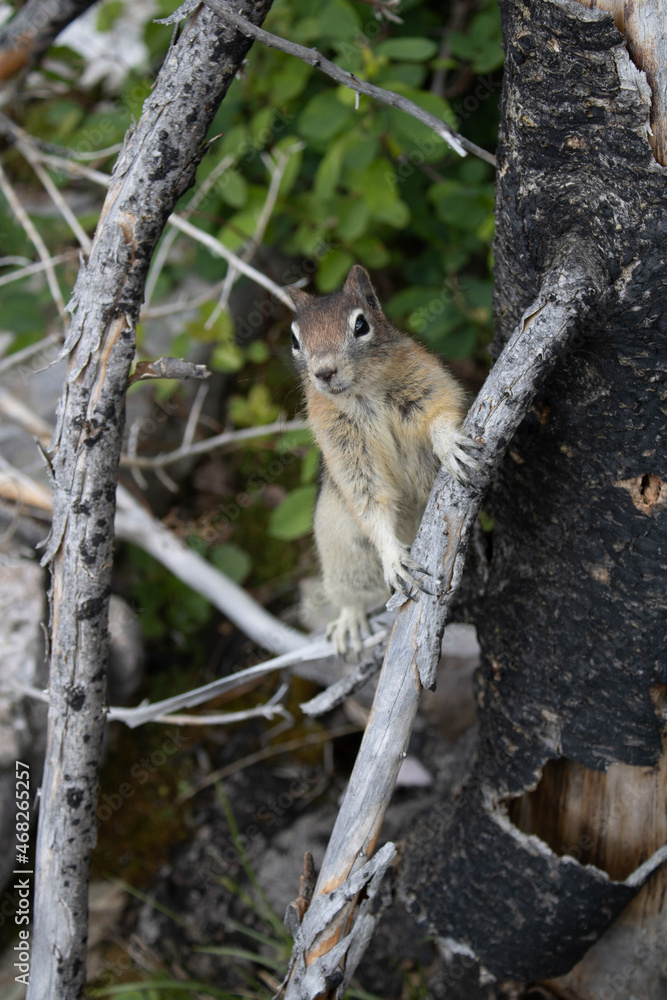 Friendly Chipmunk Friendly Chipmunk