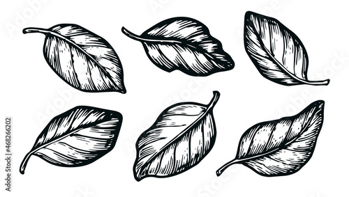Hand drawn set of different leaves. Floral elements vector sketch