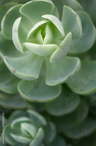 Succulent plant.Macro photography with soft pastel color toned.