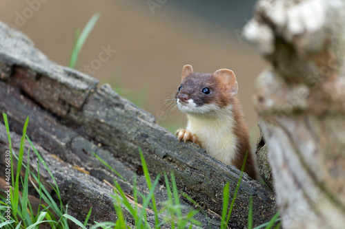 Tablou pe pânză Stoat, Mustela erminea,
