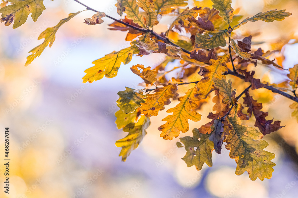 Autumn colored oak leaves on a branch with copy space Autumn colored oak leaves on a branch with copy space