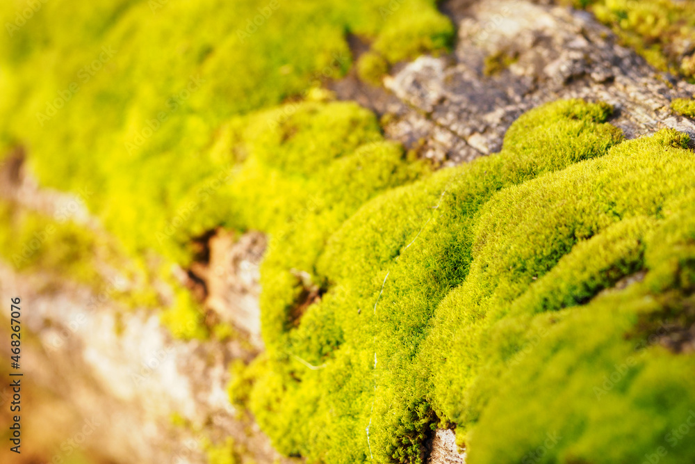 Obraz premium Green lush moss growing on a trunk.