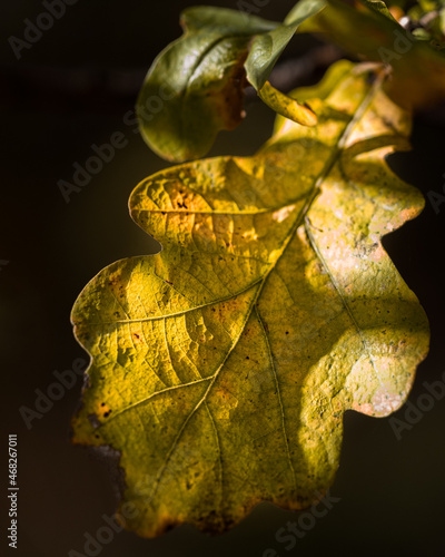Quadro su tela Close-up of a yellow oak leaf